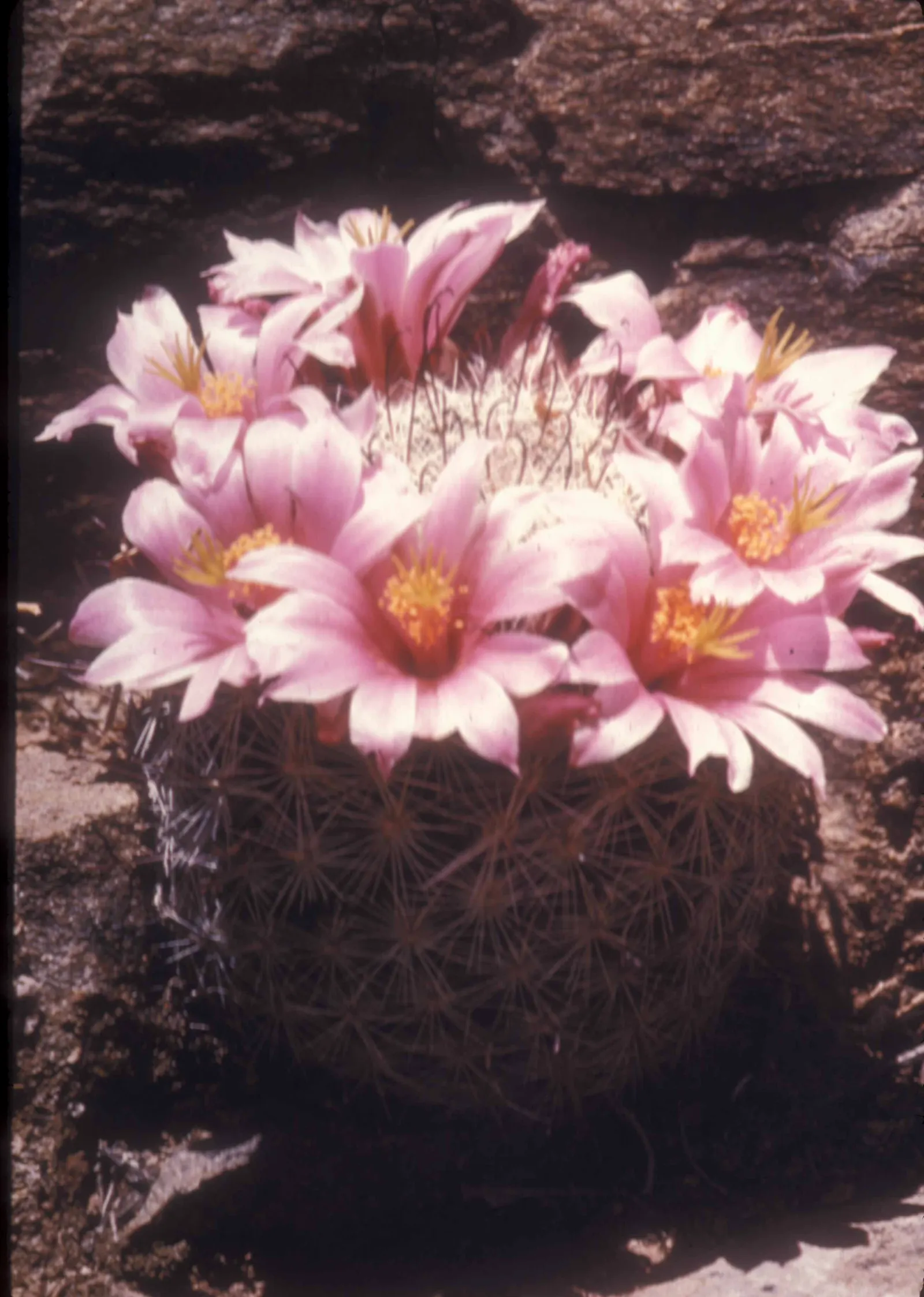 Pincushion Cactus (Mammillaria Tetrancistra) — makes it perfect for rock gardens; it features dense spines and pink blossoms in spring