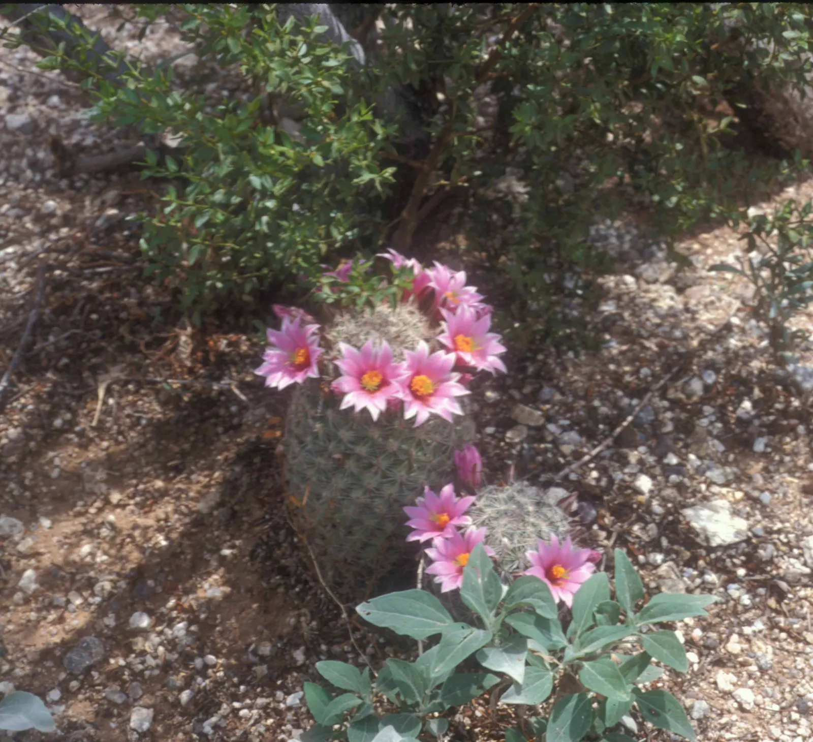 Pincushion Cactus (Mammillaria Tetrancistra) — This desert gem pairs well with other xeriscape plants that share its low-water requirements