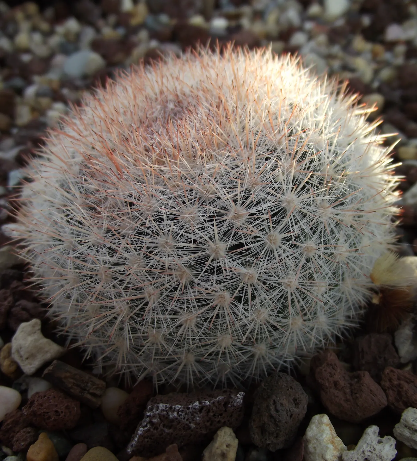 Pincushion Cactus (Mammillaria Tetrancistra) — well-suited for adding a touch of unique texture and form to any arid landscape; when incorporating, image 111