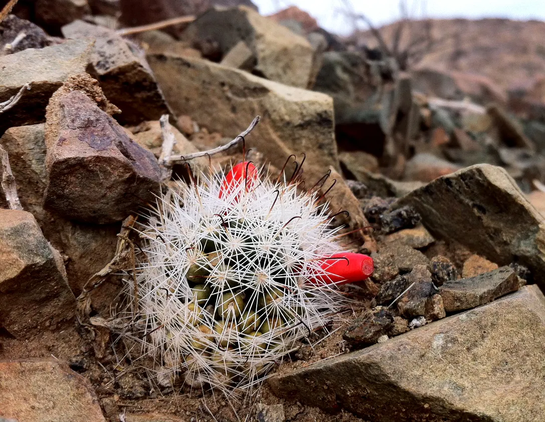 Pincushion Cactus (Mammillaria Tetrancistra) — Minimal maintenance is required; occasional watering during dry spells is sufficient to sustain its compact