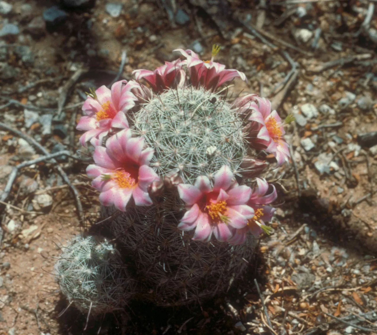 Pincushion Cactus (Mammillaria Tetrancistra) — well-suited for adding a touch of unique texture and form to any arid landscape; when incorporating Mammillaria