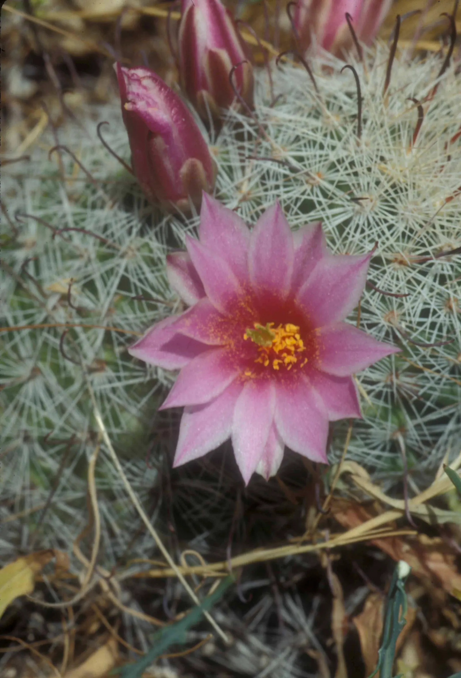 Pincushion Cactus (Mammillaria Tetrancistra) — sustainable garden design