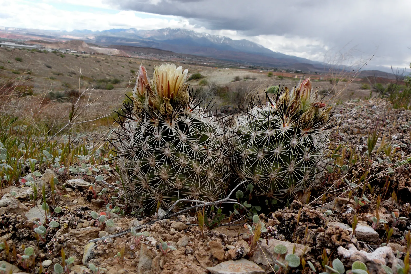 Pincushion Cactus (Mammillaria Tetrancistra) — consider its need for space to allow for future growth and avoid overcrowding; spring and summer, image 99