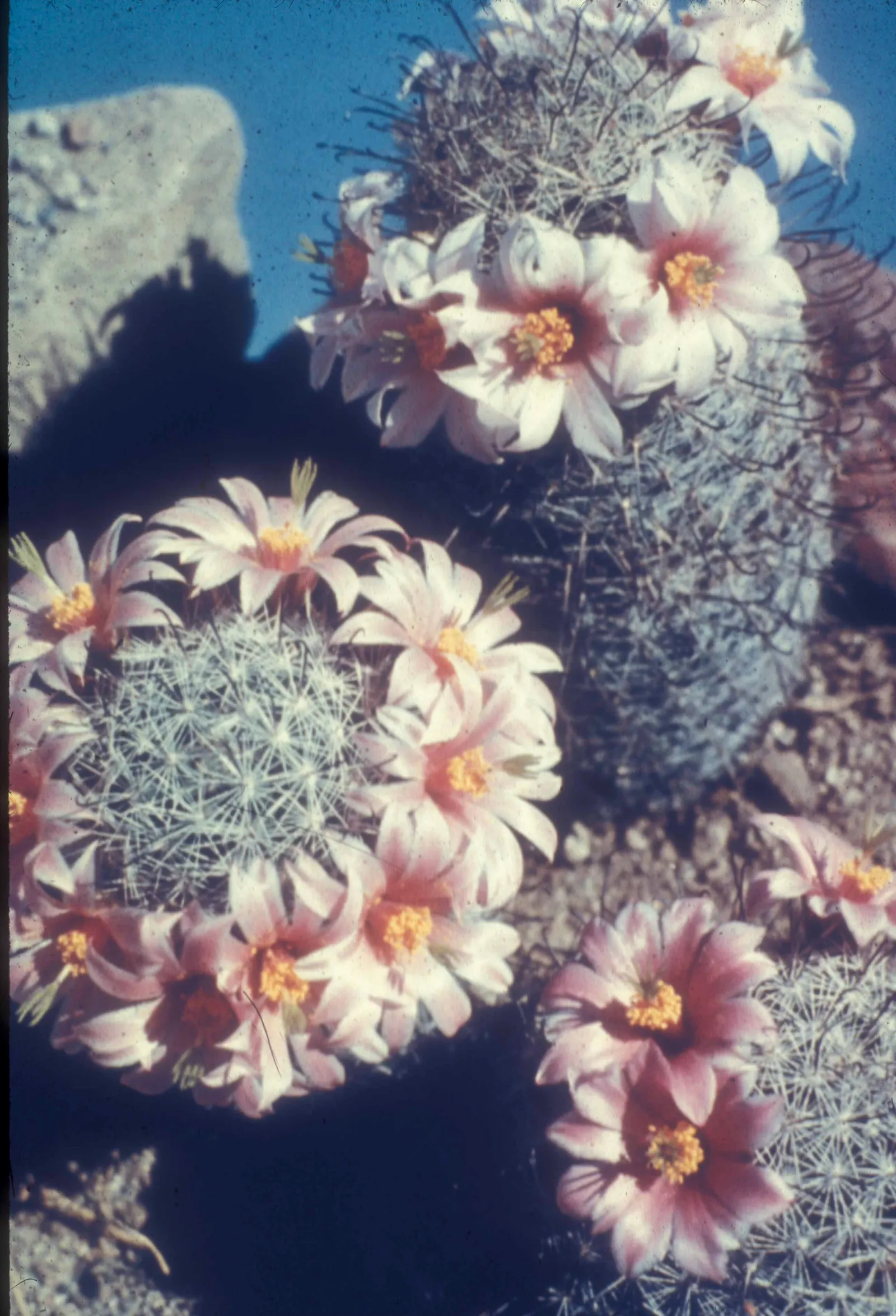 Pincushion Cactus (Mammillaria Tetrancistra) — This desert gem pairs well with other xeriscape plants that share its low-water requirements, image 100