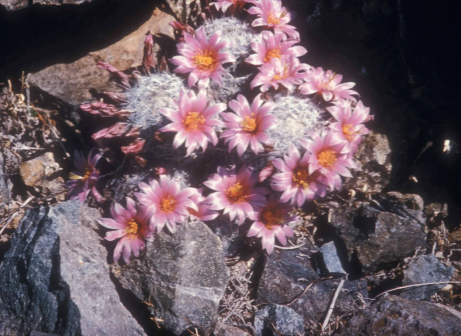 Pincushion Cactus (Mammillaria Tetrancistra) — Its low-maintenance and drought-tolerant nature makes it a practical choice for water-wise landscapes