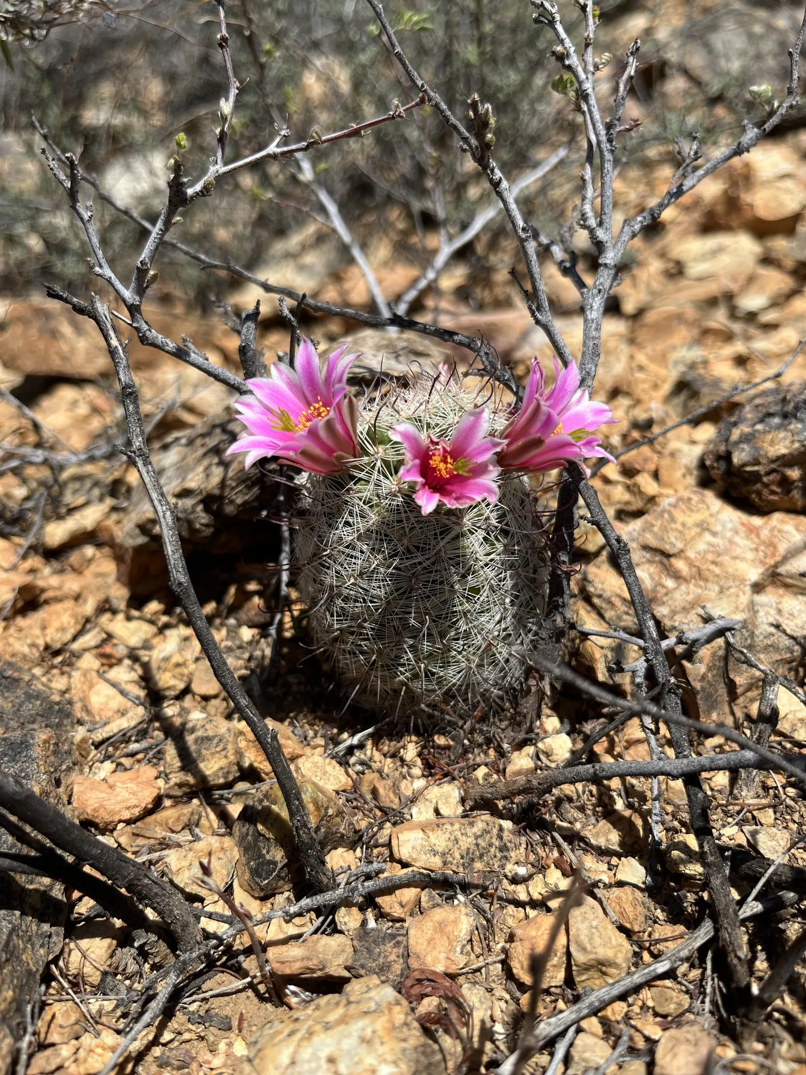Pincushion Cactus (Mammillaria Tetrancistra) — cactus for full or half; sustainable garden design
