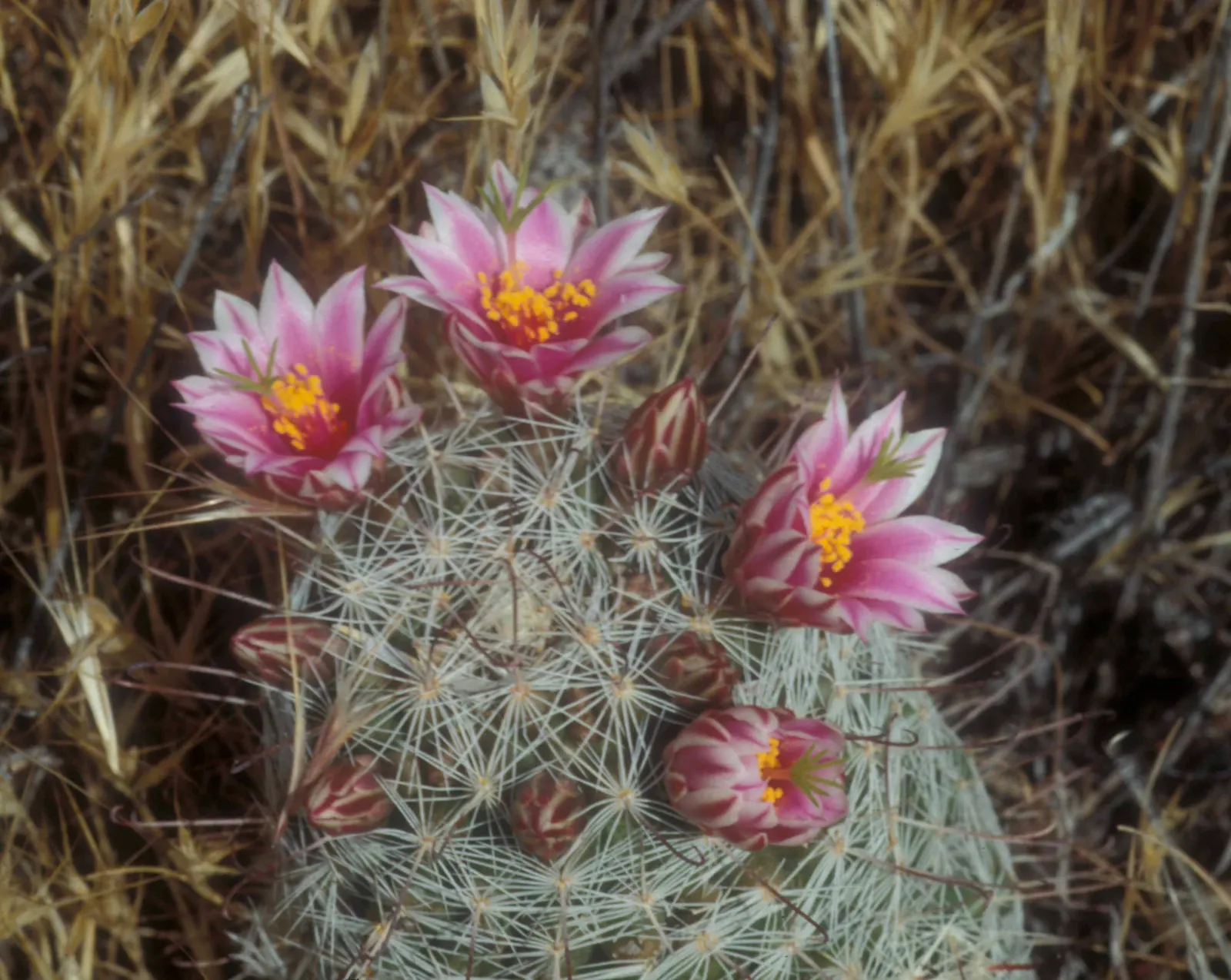 Pincushion Cactus (Mammillaria Tetrancistra) — pink flowers in the garden; this cactus thrives in USDA Hardiness Zones 9 to 11