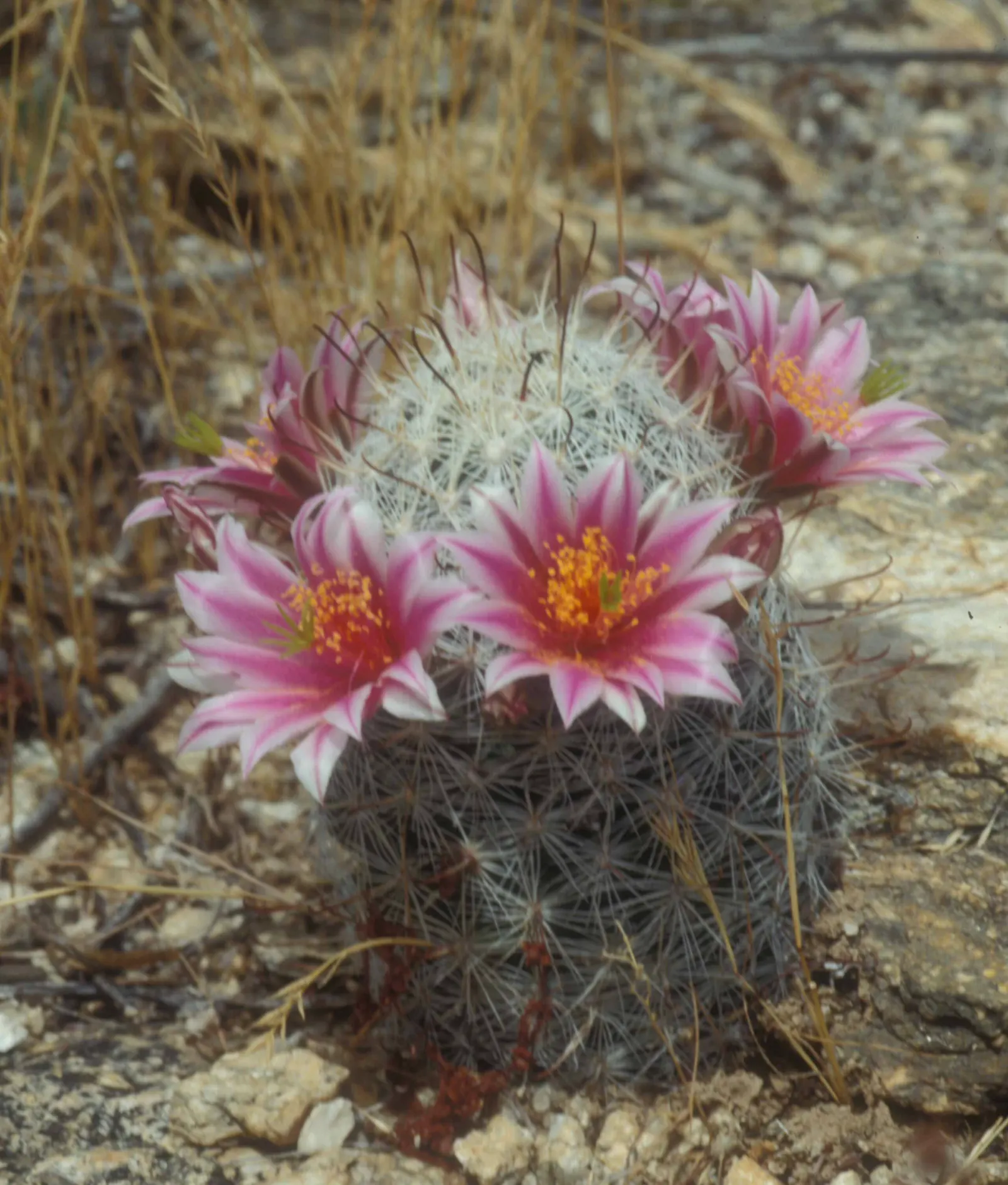 Pincushion Cactus (Mammillaria Tetrancistra) — measuring about 0.8 to 1.2 inches in diameter