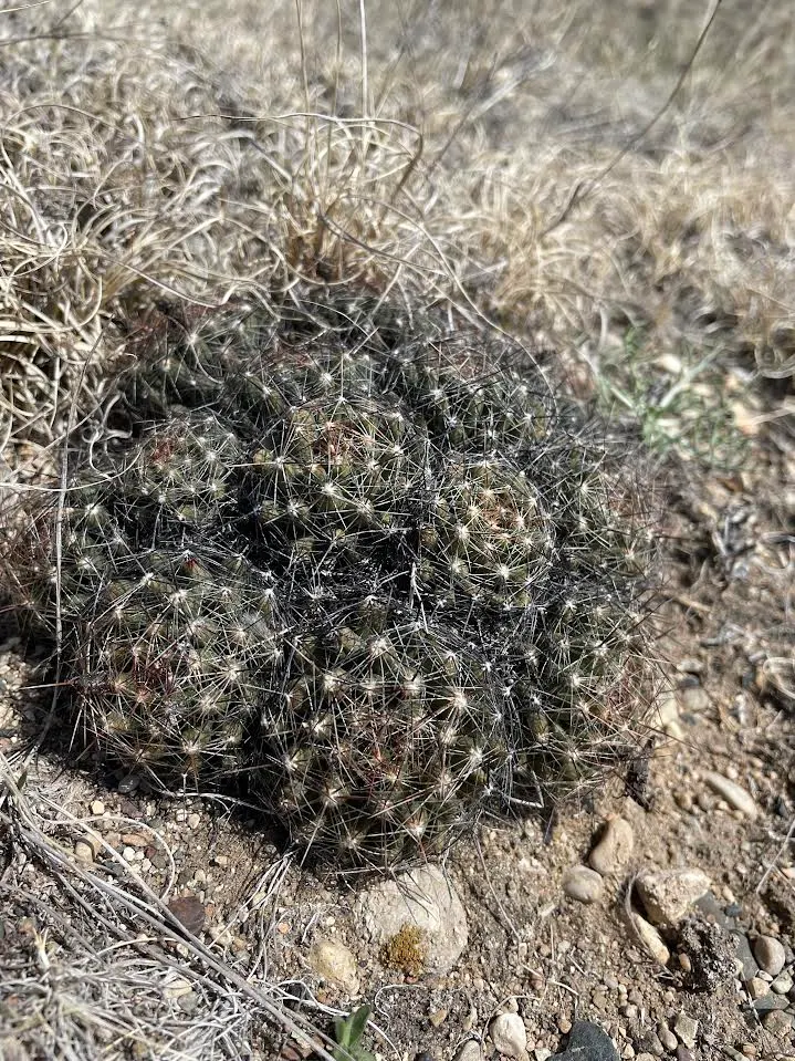 Pincushion Cactus (Mammillaria Tetrancistra) — Native to the Southwestern United States and Northern Mexico