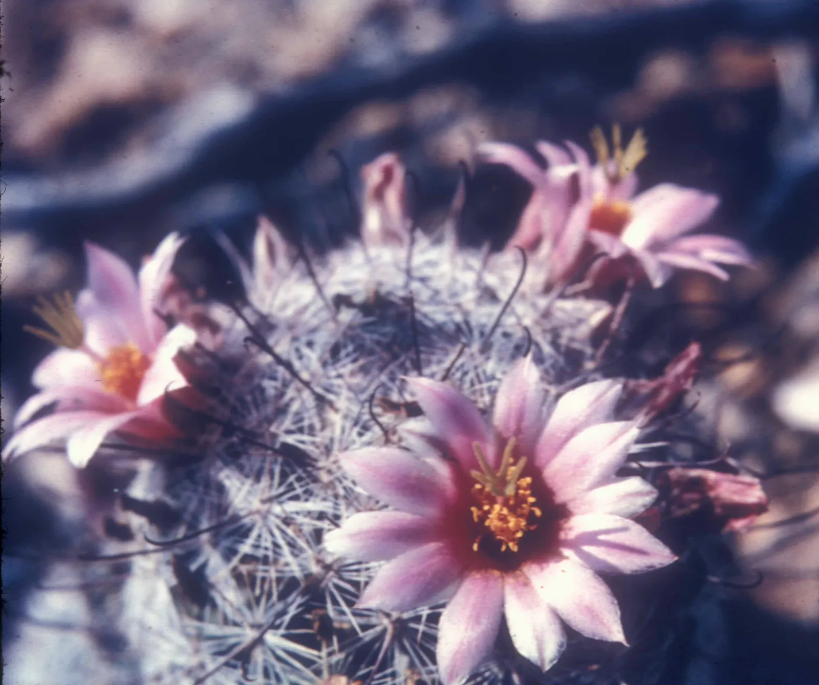 Pincushion Cactus (Mammillaria Tetrancistra) — growing 2 to 6 inches tall and wide; typically reaching a height of 2 to 6 inches and a spread of, image 106