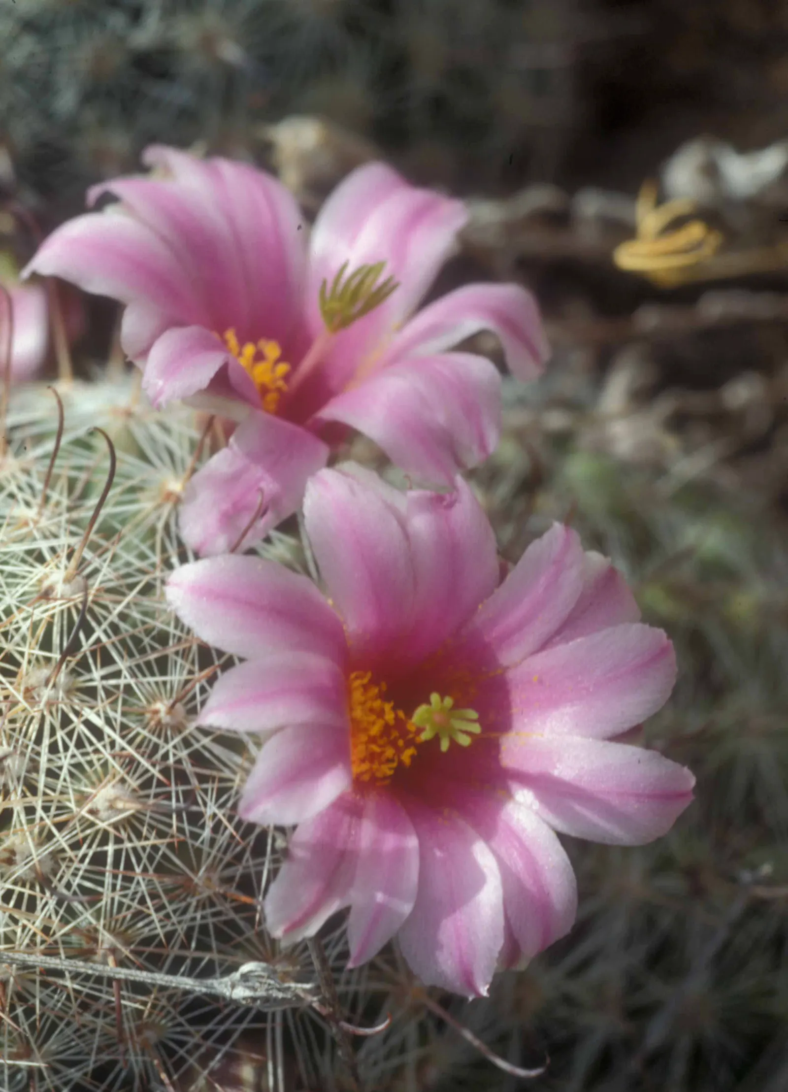 Pincushion Cactus (Mammillaria Tetrancistra) — This desert gem pairs well with other xeriscape plants that share its low-water requirements, image 74