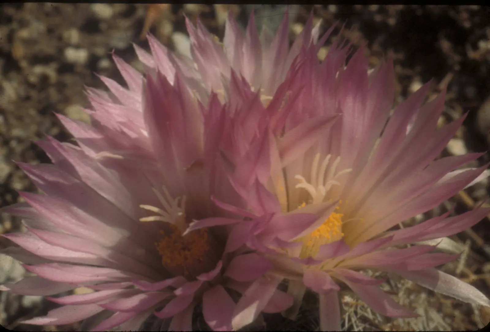 Pincushion Cactus (Mammillaria Tetrancistra) — measuring about 0.8 to 1.2 inches in diameter; pink flowers in the garden