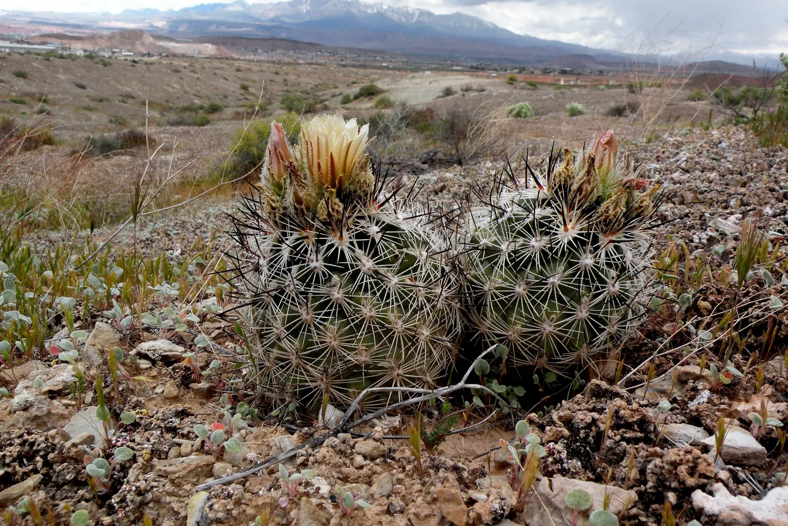 Pincushion Cactus (Mammillaria Tetrancistra) — sustainable garden design; growing 2 to 6 inches tall and wide