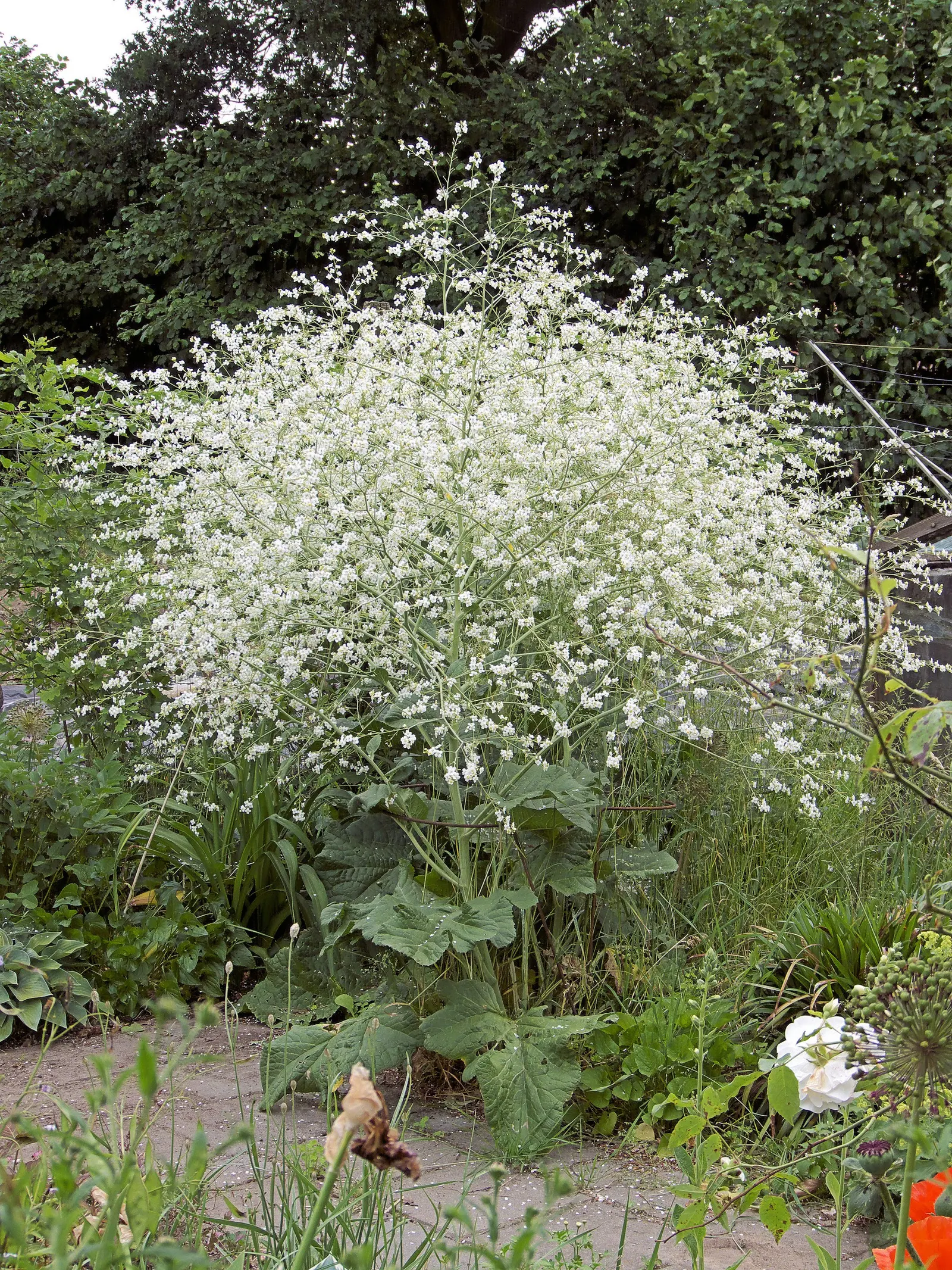 Heartleaf Seakale, Colewort (Crambe Cordifolia) — is a statuesque perennial that brings a dramatic presence to any garden