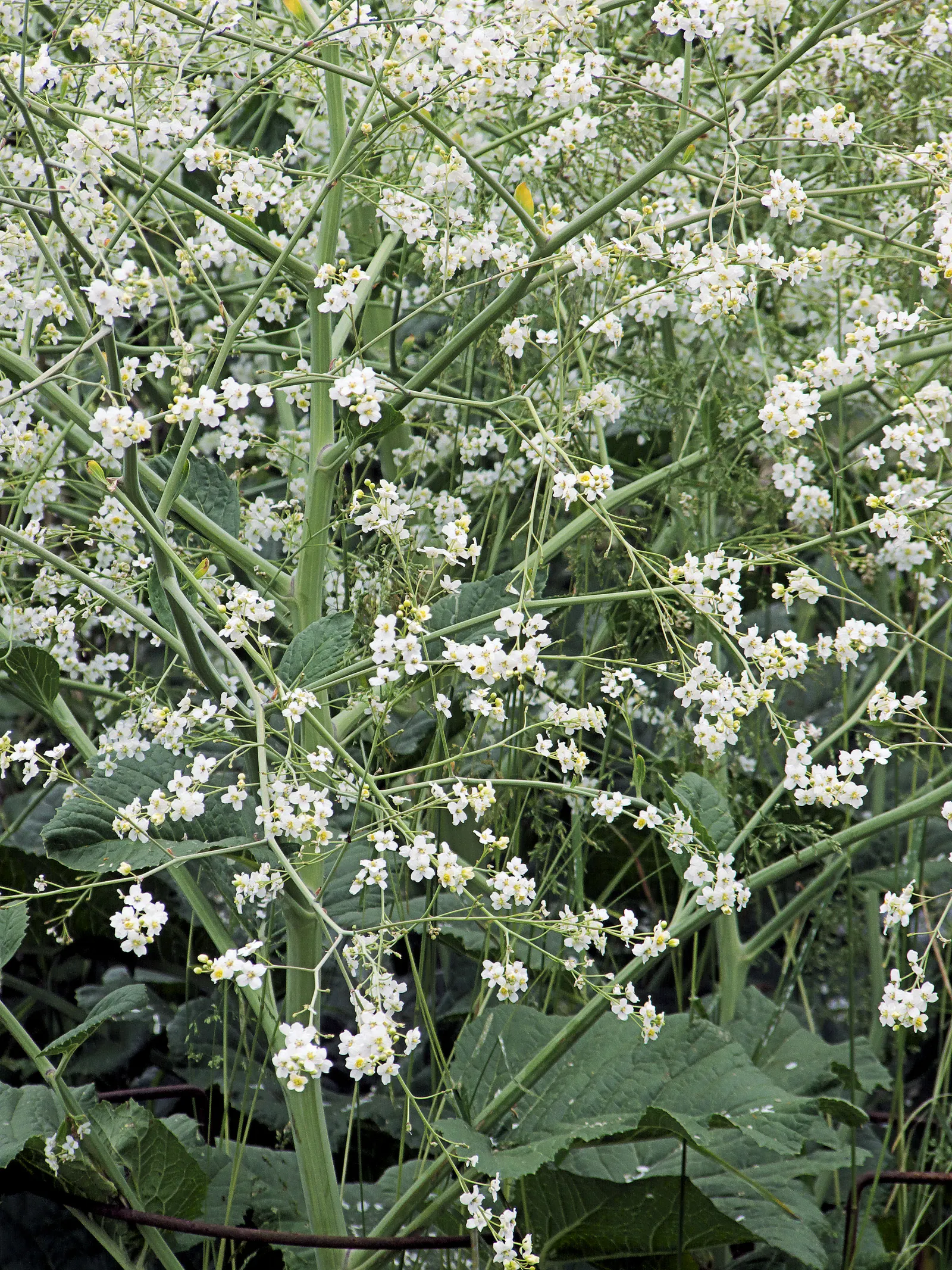 Heartleaf Seakale, Colewort (Crambe Cordifolia) — the Heartleaf Seakale sends up towering stalks topped with sprays of tiny white flowers