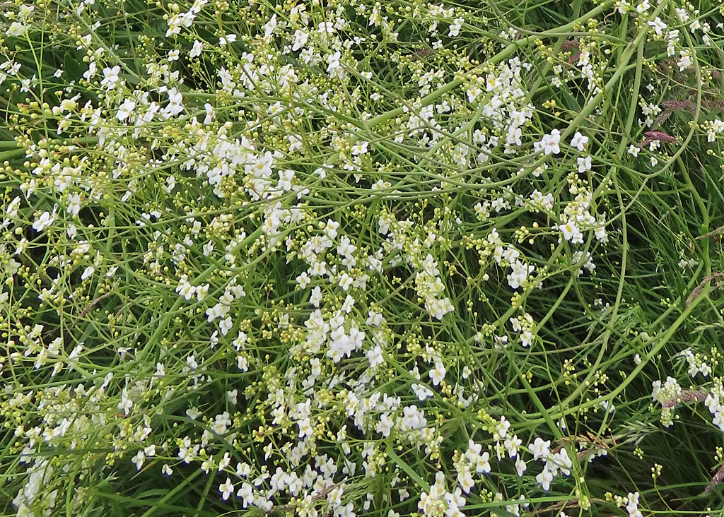 Heartleaf Seakale, Colewort (Crambe Cordifolia) — This architectural plant prefers full sun and well-drained soil, providing a dramatic backdrop in borders