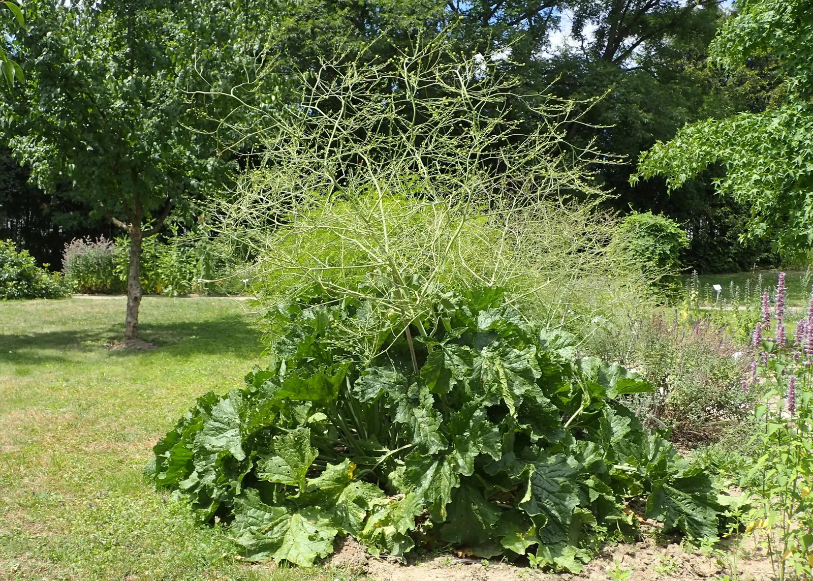 Heartleaf Seakale, Colewort (Crambe Cordifolia) — providing a rich backdrop for other plants.<br><br>Come early summer
