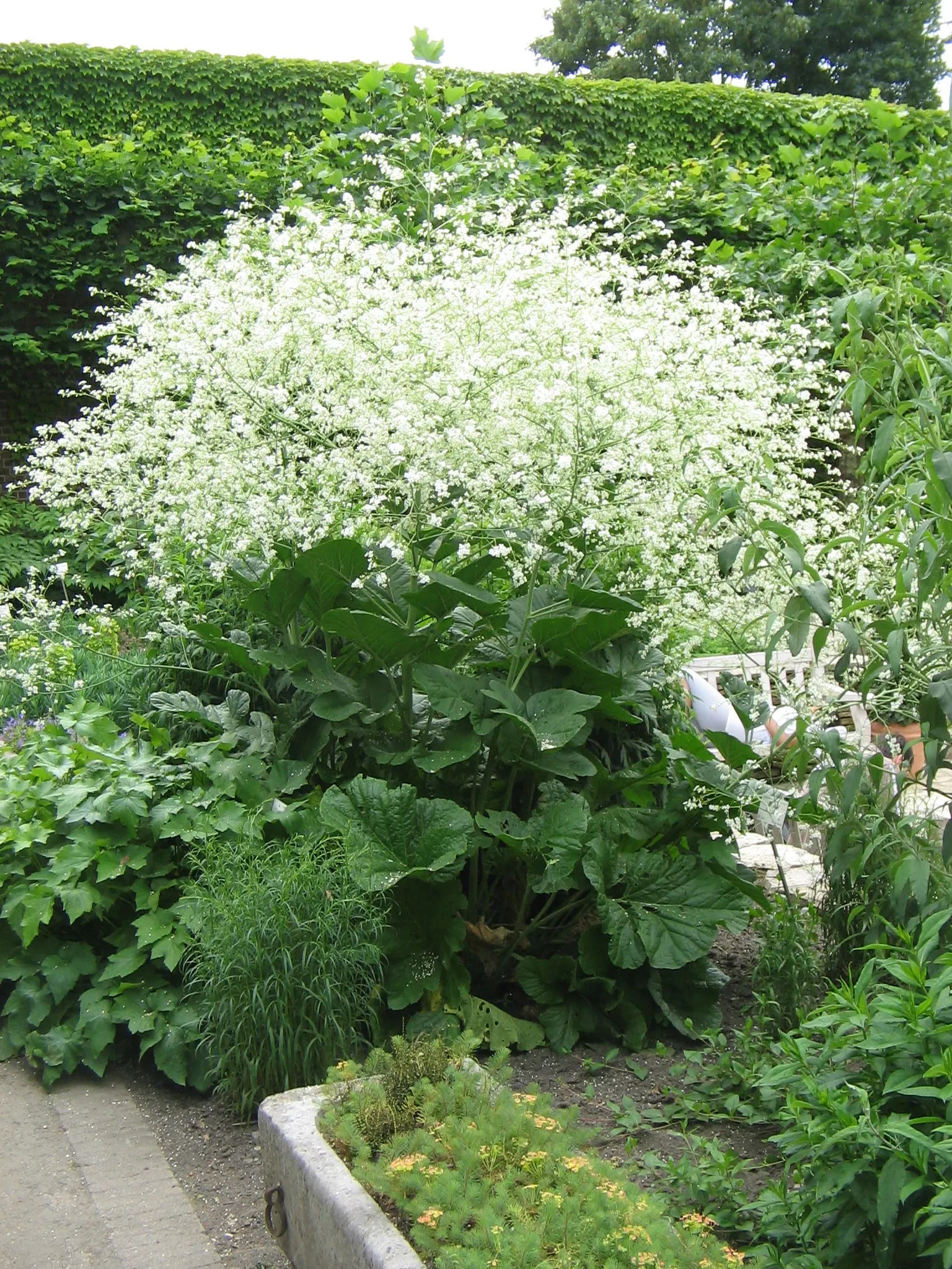 Heartleaf Seakale, Colewort (Crambe Cordifolia) — In early summer, airy clusters of tiny white blossoms form a frothy cloud above its foliage