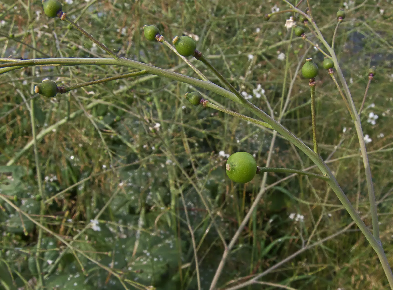 Heartleaf Seakale, Colewort (Crambe Cordifolia) — heart-shaped leaves that form a lush basal clump