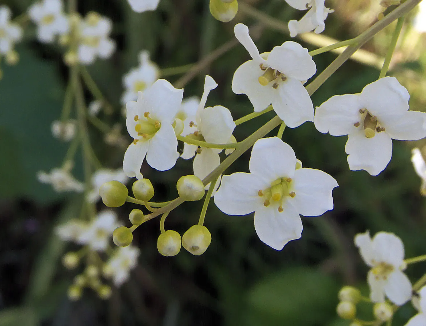 Heartleaf Seakale, Colewort (Crambe Cordifolia) — but on a much grander scale