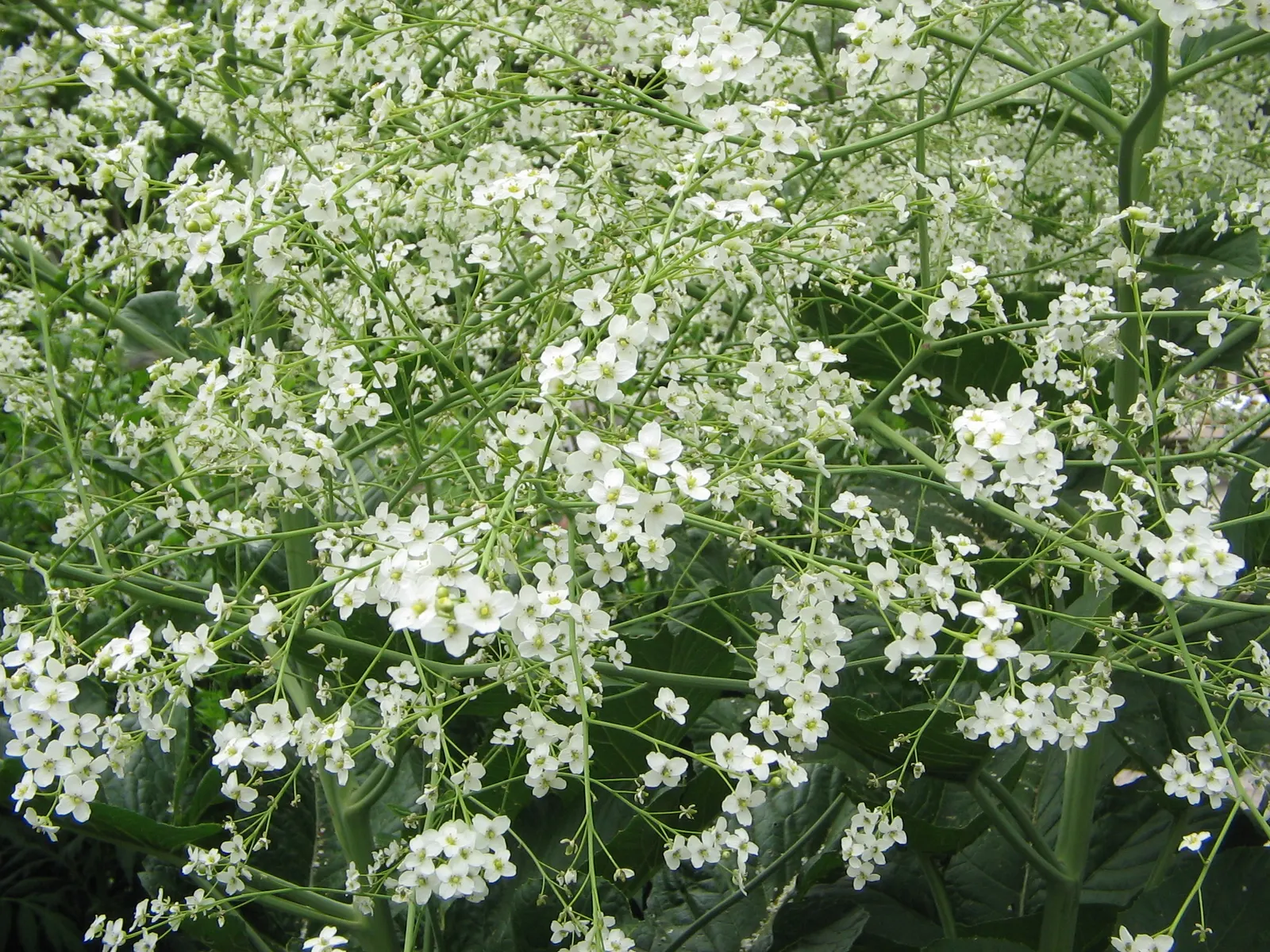 Heartleaf Seakale, Colewort (Crambe Cordifolia) — It reaches up to 6 feet in height and spreads around 4 feet wide