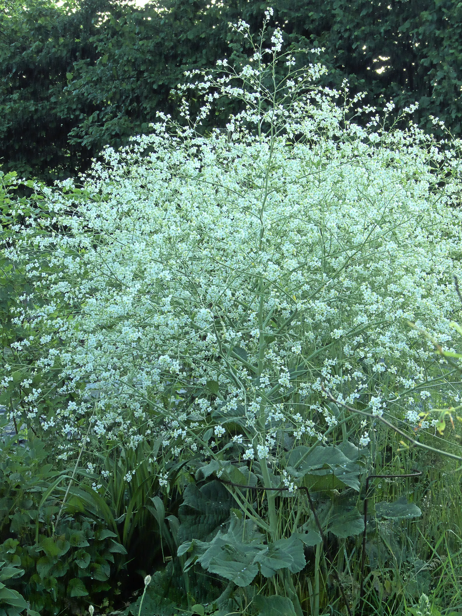 Heartleaf Seakale, Colewort (Crambe Cordifolia) — creating a frothy cloud of blossoms that resemble Baby's Breath (Gypsophila)