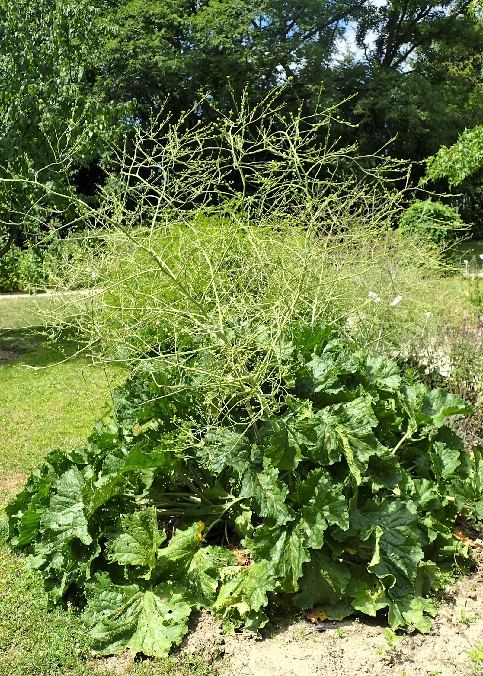 Heartleaf Seakale, Colewort (Crambe Cordifolia) — reaching up to 5 to 6 feet in height with a spread of approximately 2 to 4 feet