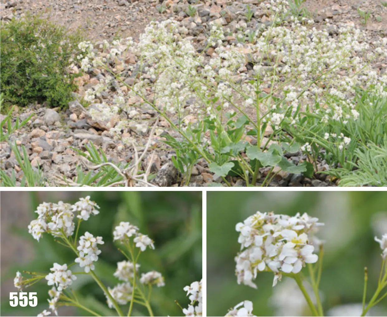 Heartleaf Seakale, Colewort (Crambe Cordifolia) — Heartleaf Seakale, or Crambe cordifolia, is a striking perennial boasting large, heart-shaped leaves