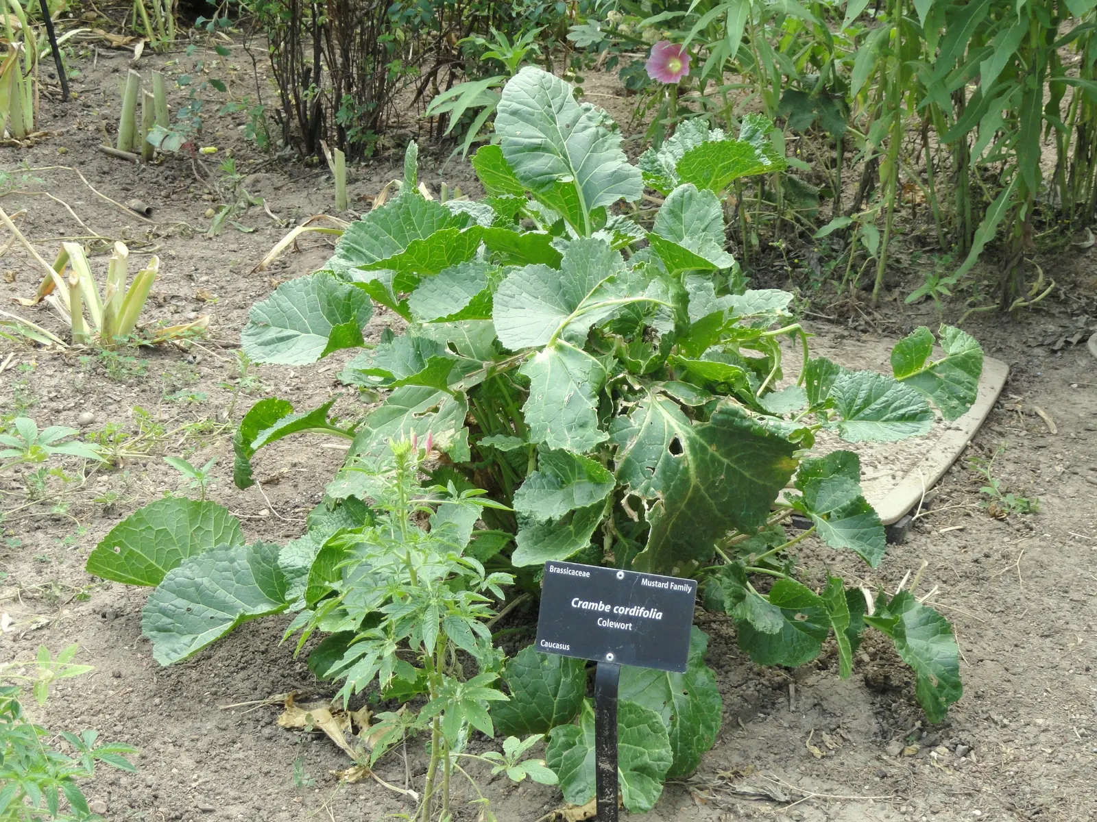 Heartleaf Seakale, Colewort (Crambe Cordifolia) — also known as Crambe cordifolia or Colewort