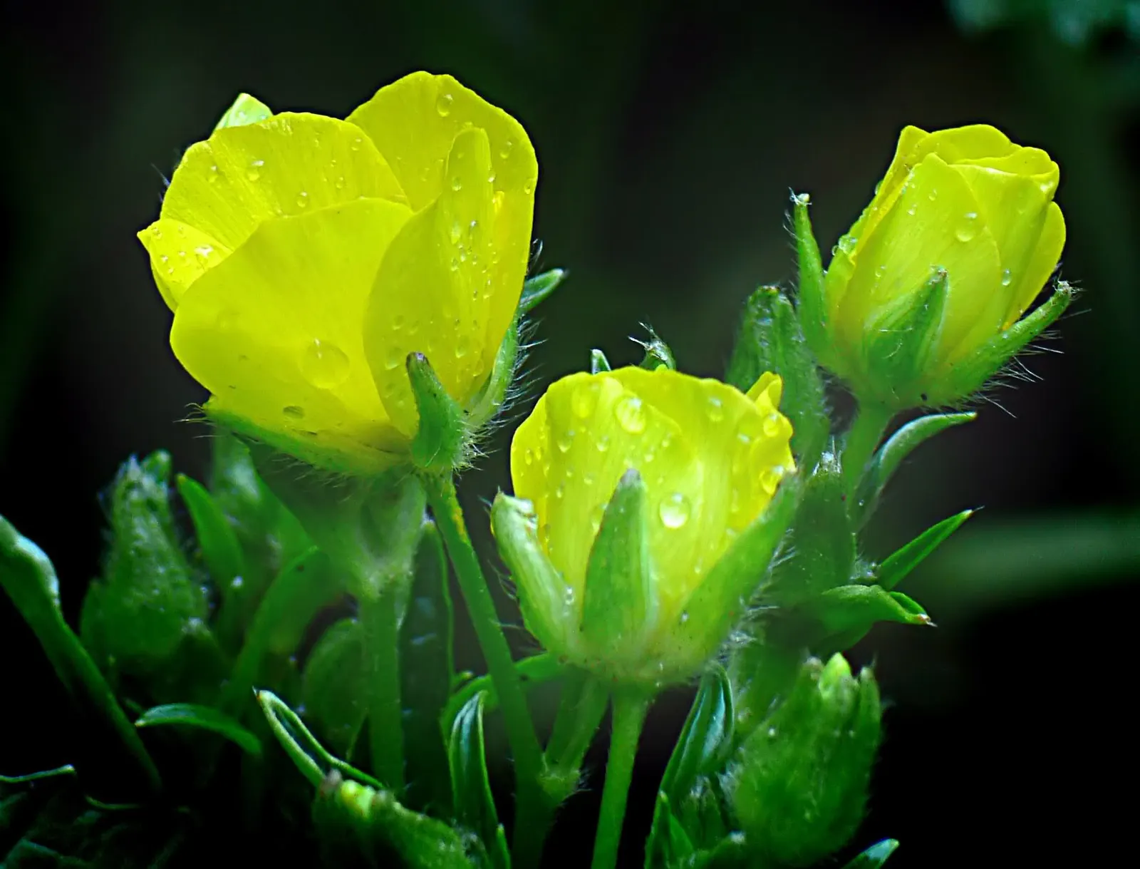 Heartleaf Seakale, Colewort (Crambe Cordifolia) — USDA zones 5 through 9 are ideal for optimal growth
