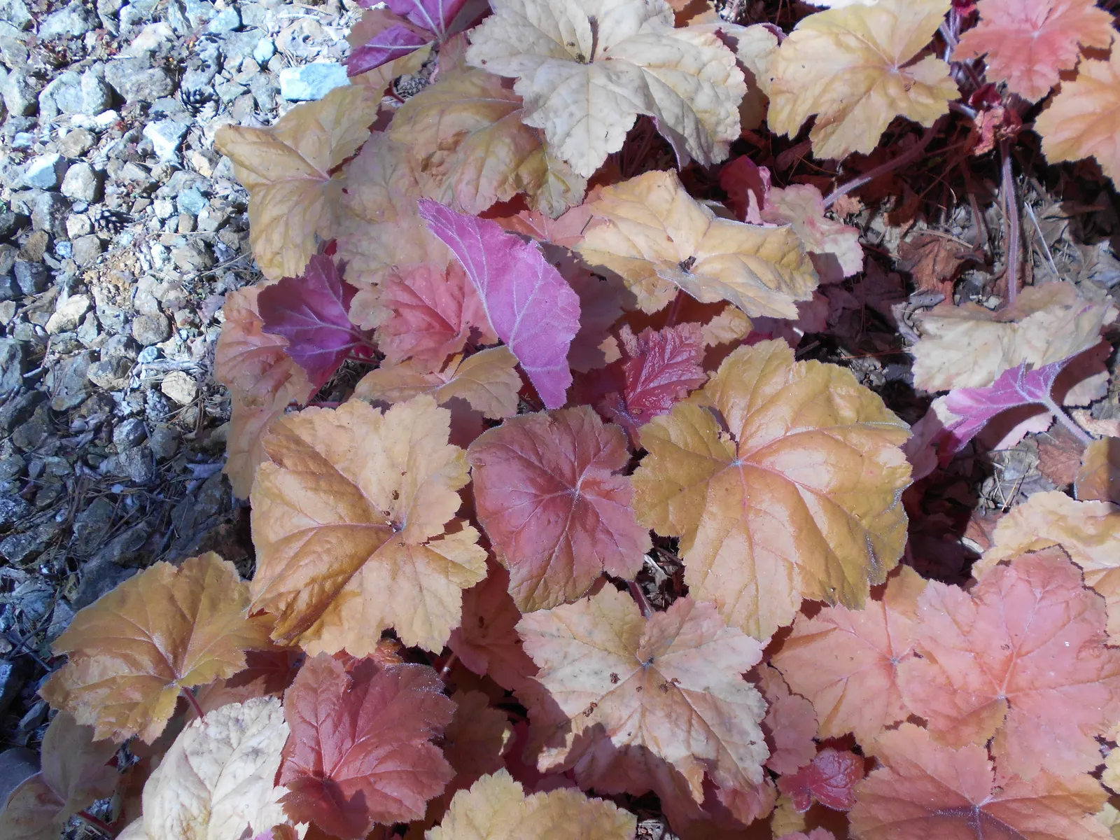 Southern Comfort Alum Root (Heuchera 'Southern Comfort') — peach-cinnamon leaves that mature to burnished copper