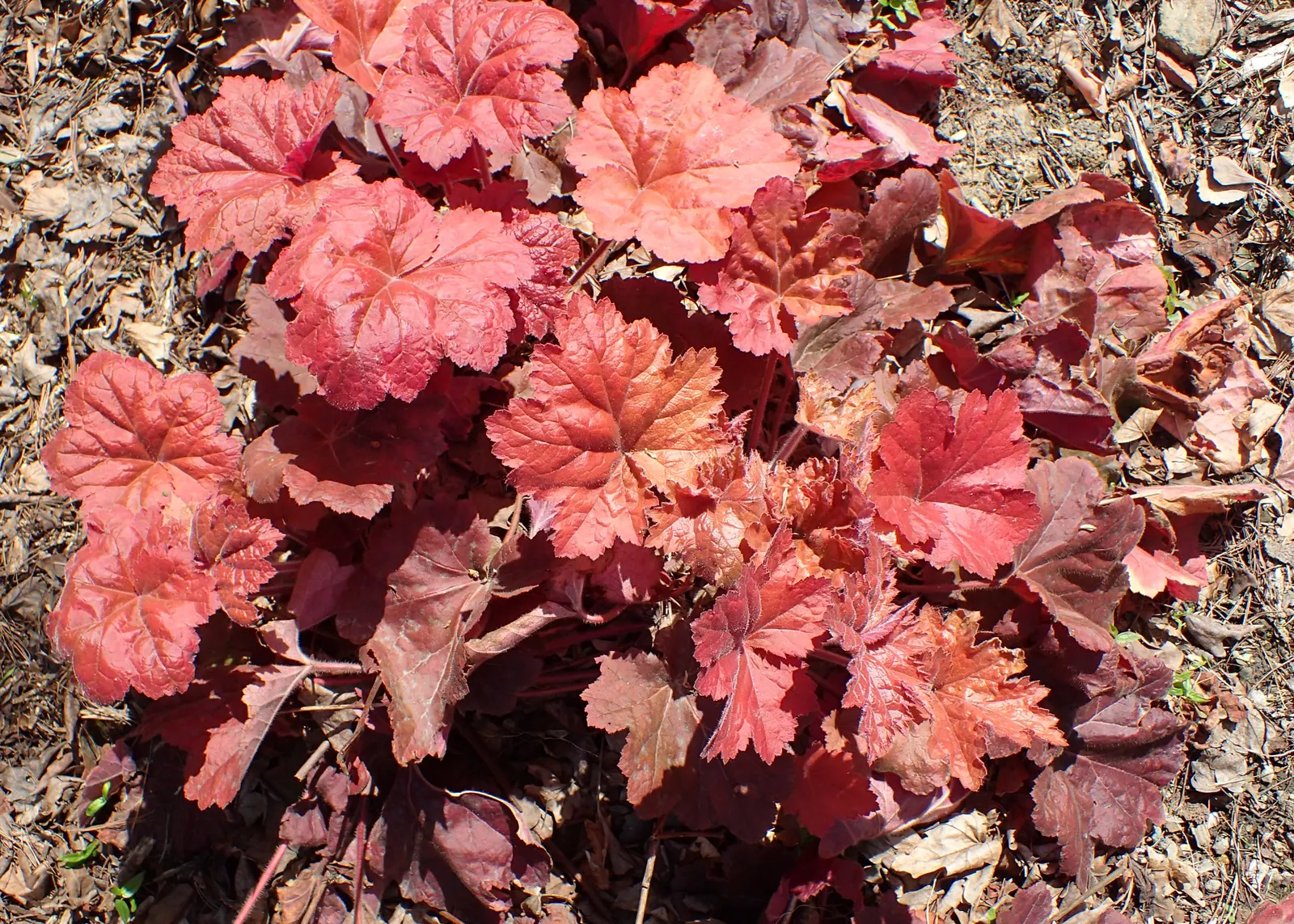 Southern Comfort Alum Root (Heuchera 'Southern Comfort') — The Heuchera 'Southern Comfort' commonly referred to as Southern Comfort Alum Root
