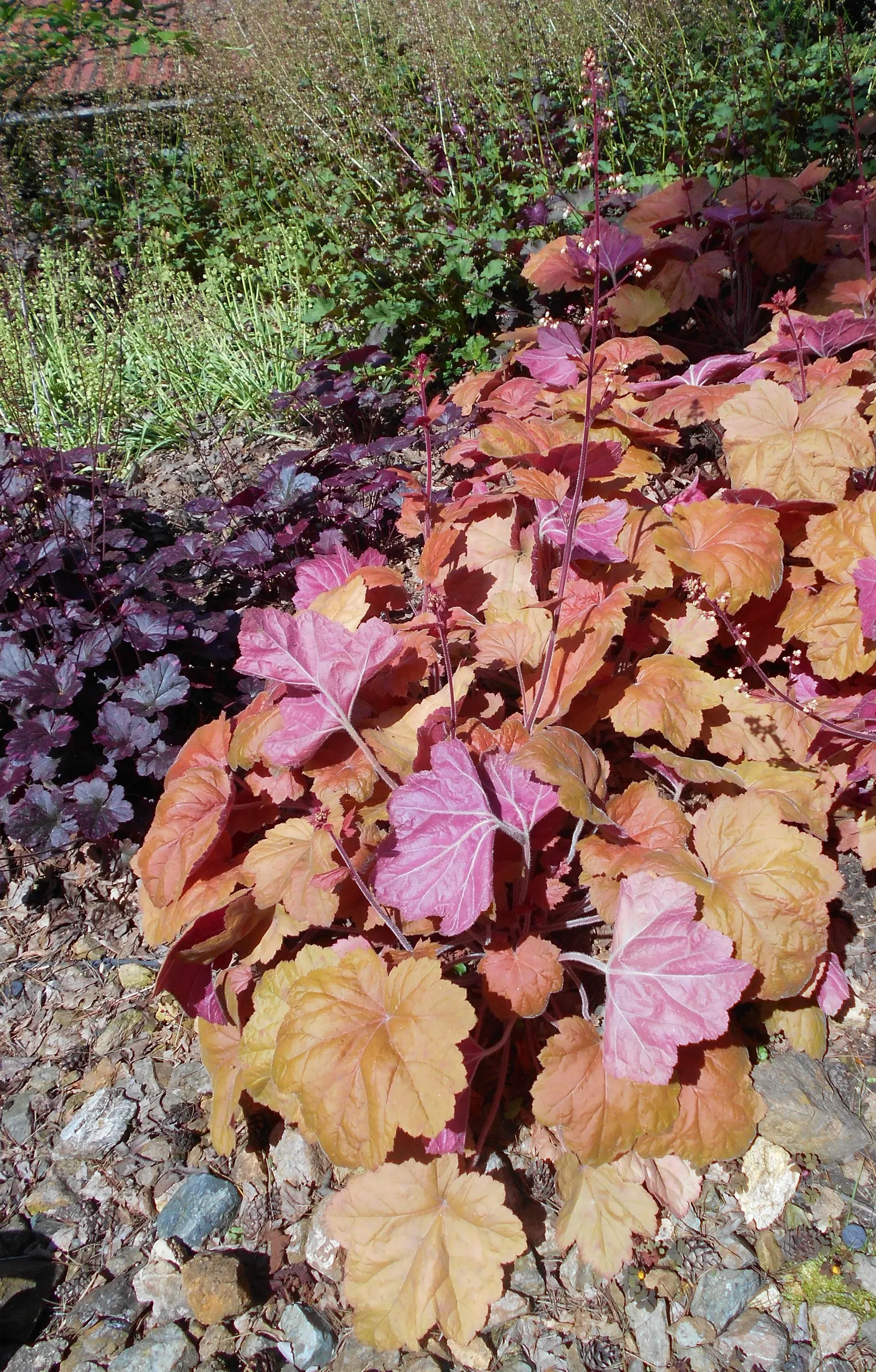 Southern Comfort Alum Root (Heuchera 'Southern Comfort') — Thriving in USDA zones 4-9, it prefers dappled sunlight with well-draining soil