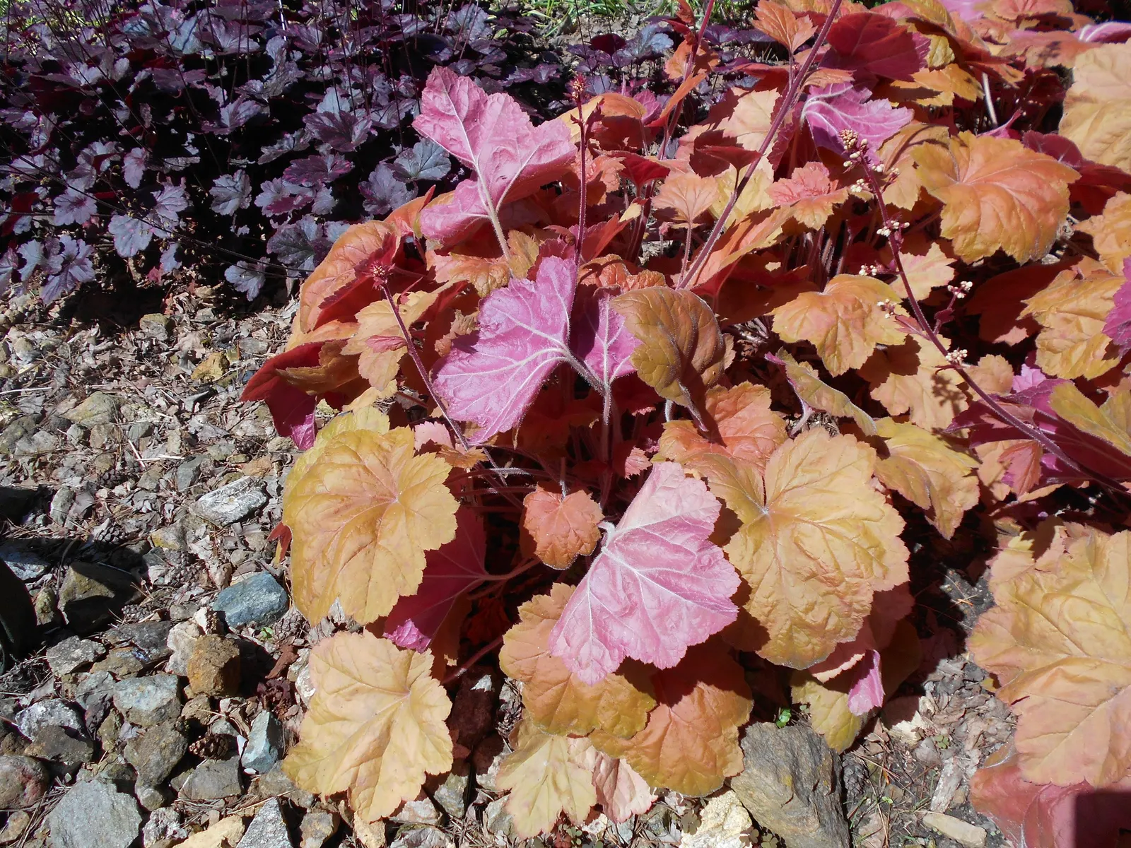 Southern Comfort Alum Root (Heuchera 'Southern Comfort') — Ideal for borders, it adds year-round interest with its vibrant foliage
