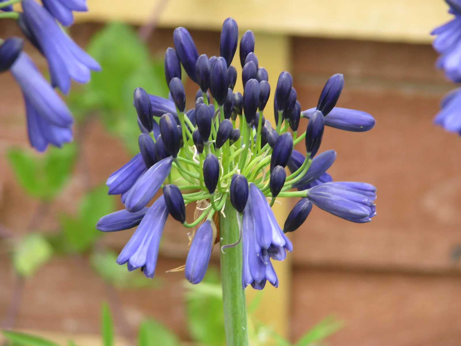 Lily Of The Nile (Agapanthus Hybrids) — Thriving in USDA zones 6-11, they prefer full sun to partial shade and well-draining soil