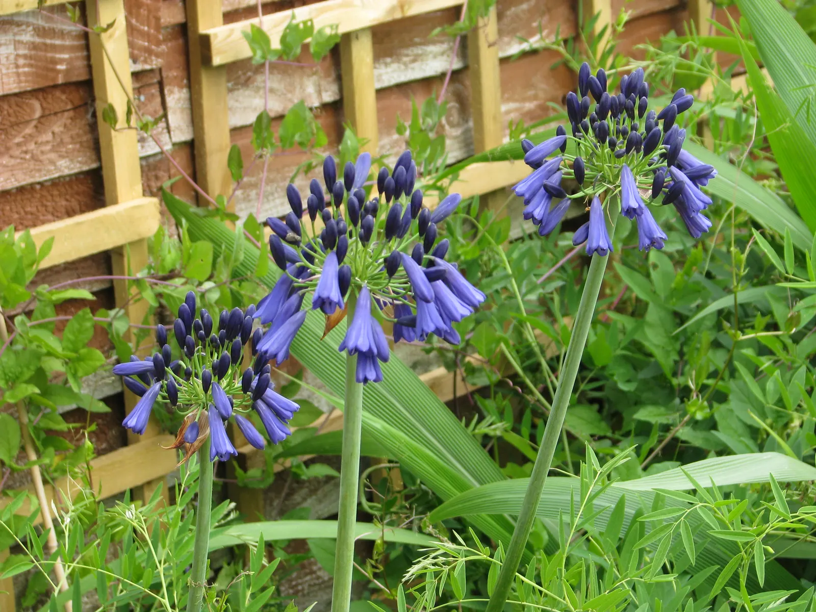 Lily Of The Nile (Agapanthus Hybrids) — Beautiful as a border accent or in mass plantings