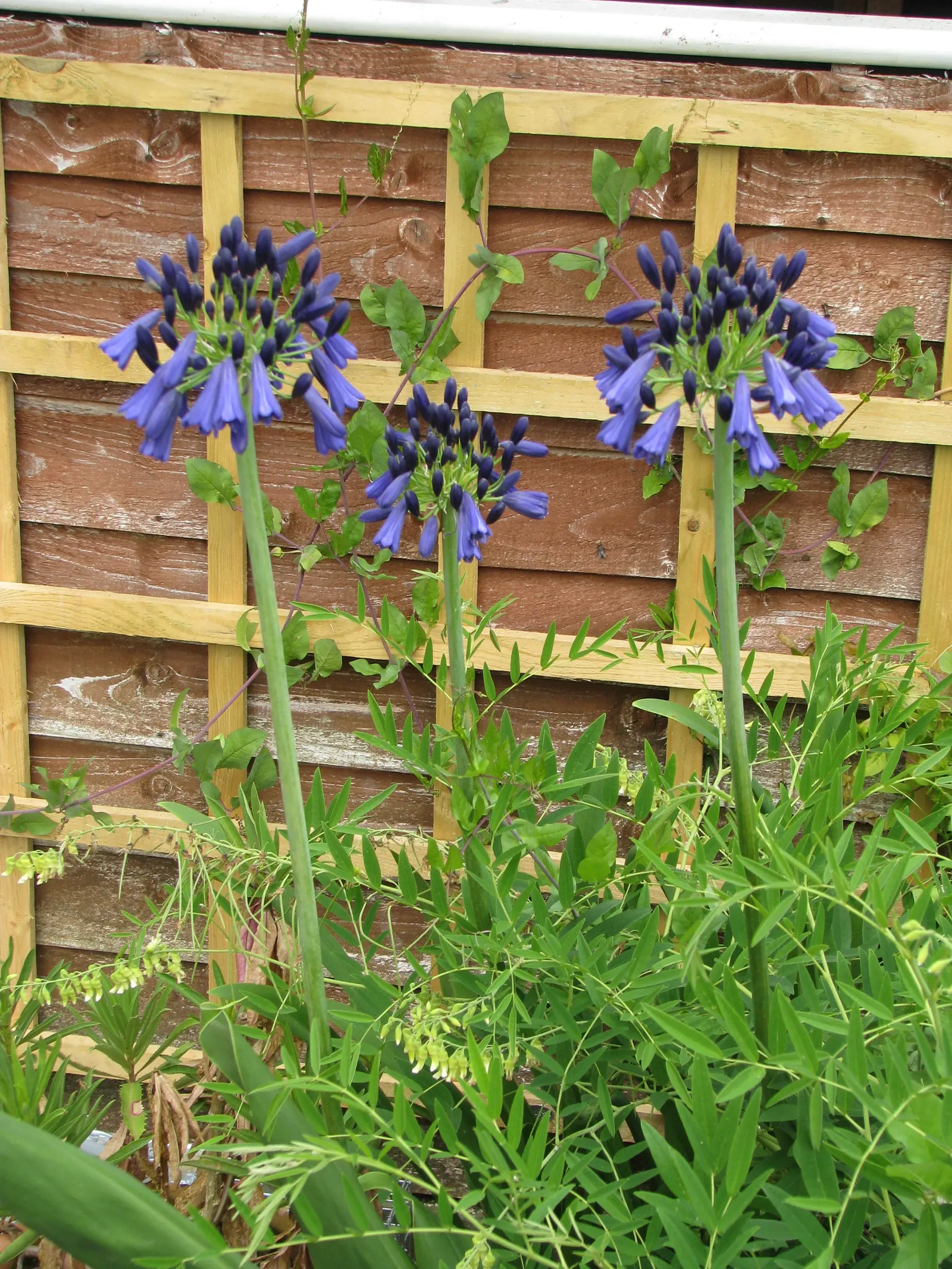 Lily Of The Nile (Agapanthus Hybrids) — This perennial's strappy, evergreen foliage creates lush ground cover 18-24 inches high
