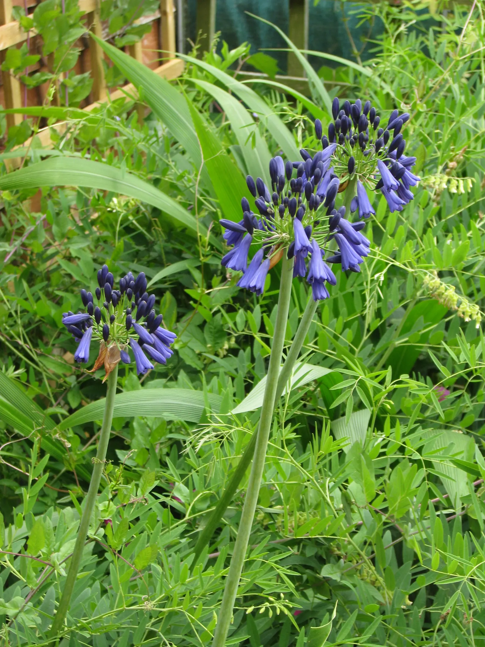 Lily Of The Nile (Agapanthus Hybrids) — periwinkle to deep blue blooms atop 2-4 ft tall stalks