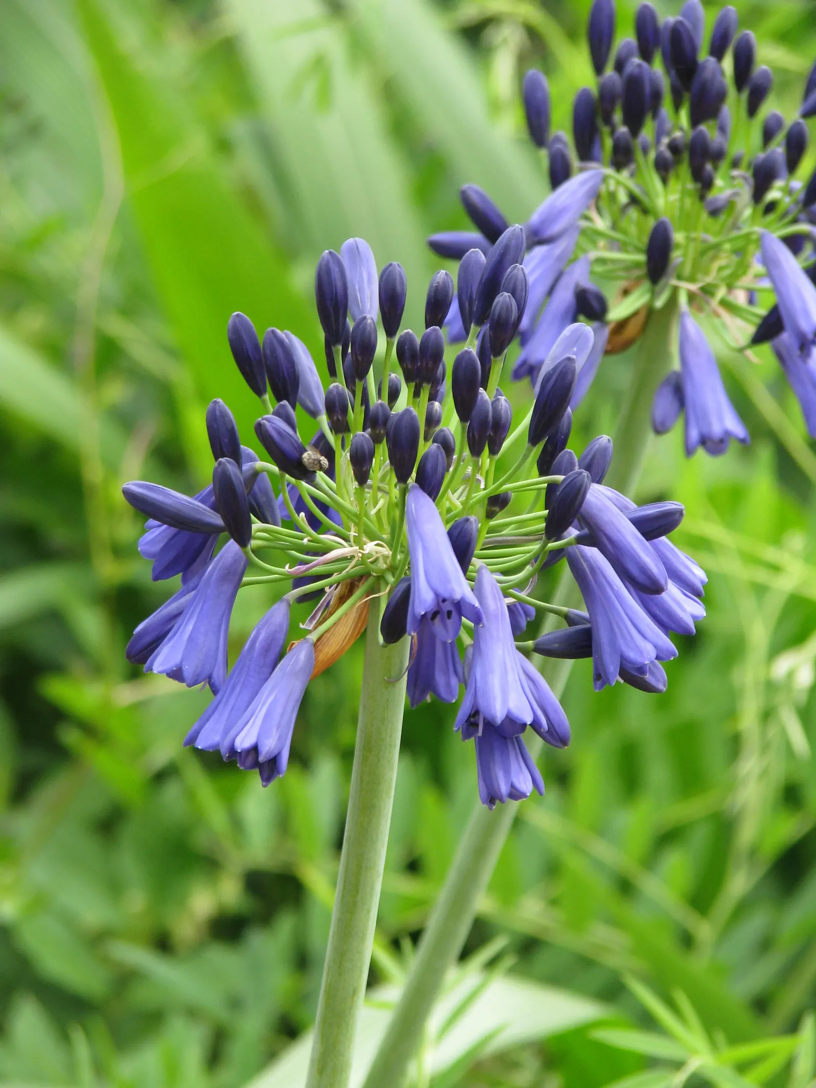 Lily Of The Nile (Agapanthus Hybrids) — Lily of the Nile (Agapanthus hybrids) enchants with globular clusters of trumpet-shaped