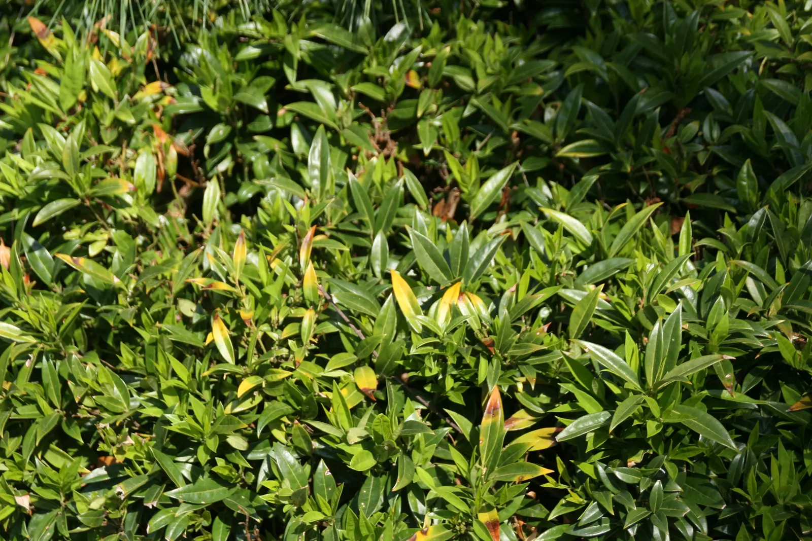 Himalayan Sweet Box (Sarcococca hookeriana var. humilis) — Sarcococca hookeriana var
