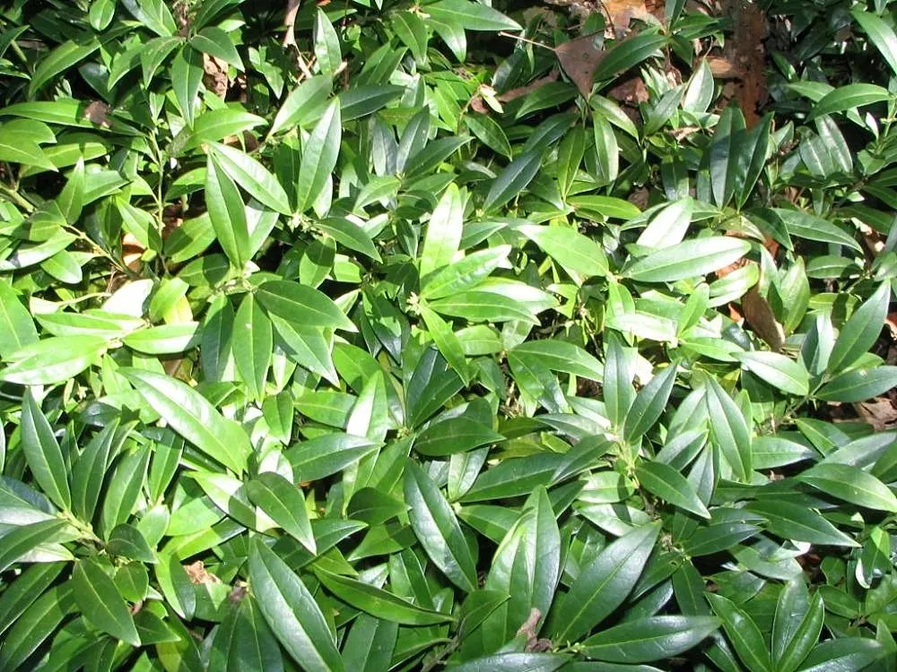 Himalayan Sweet Box (Sarcococca hookeriana var. humilis) — preferring part to full shade and well-drained soils