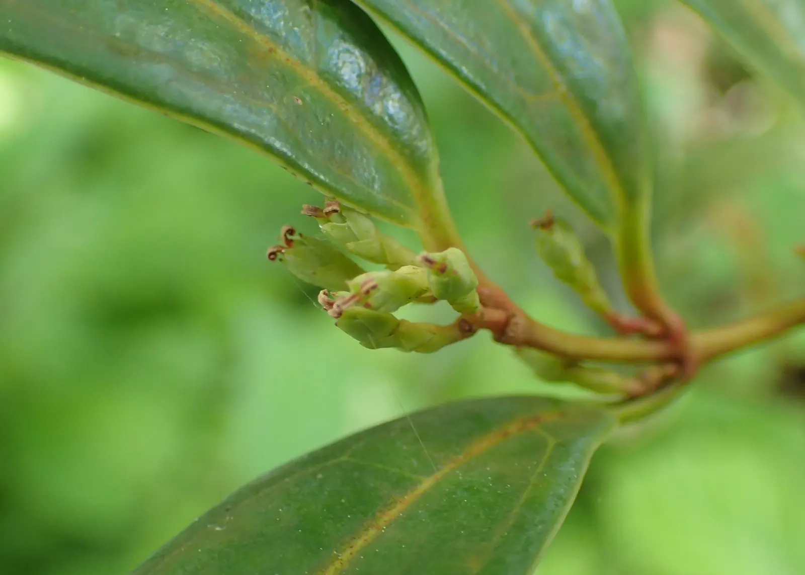Himalayan Sweet Box (Sarcococca hookeriana var. humilis) — and highly fragrant flowers that bloom in the winter to early spring