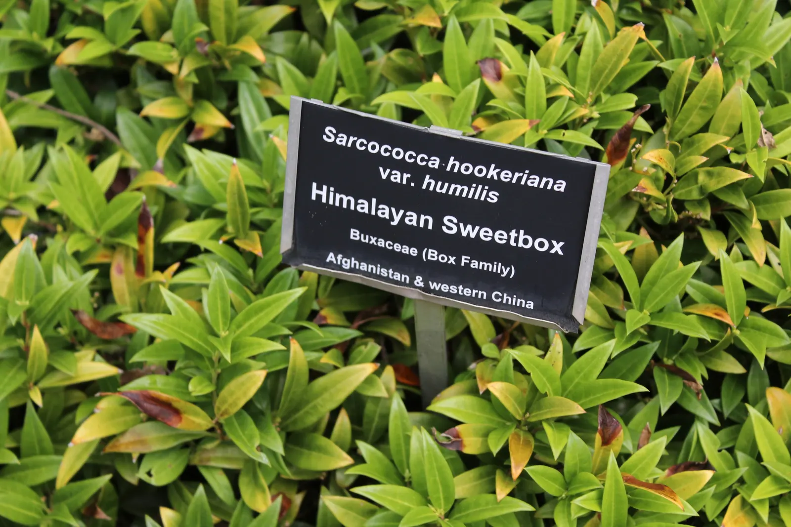 Himalayan Sweet Box (Sarcococca hookeriana var. humilis) — ground cover or for adding structure to a shaded border.<br><br>Its dark green