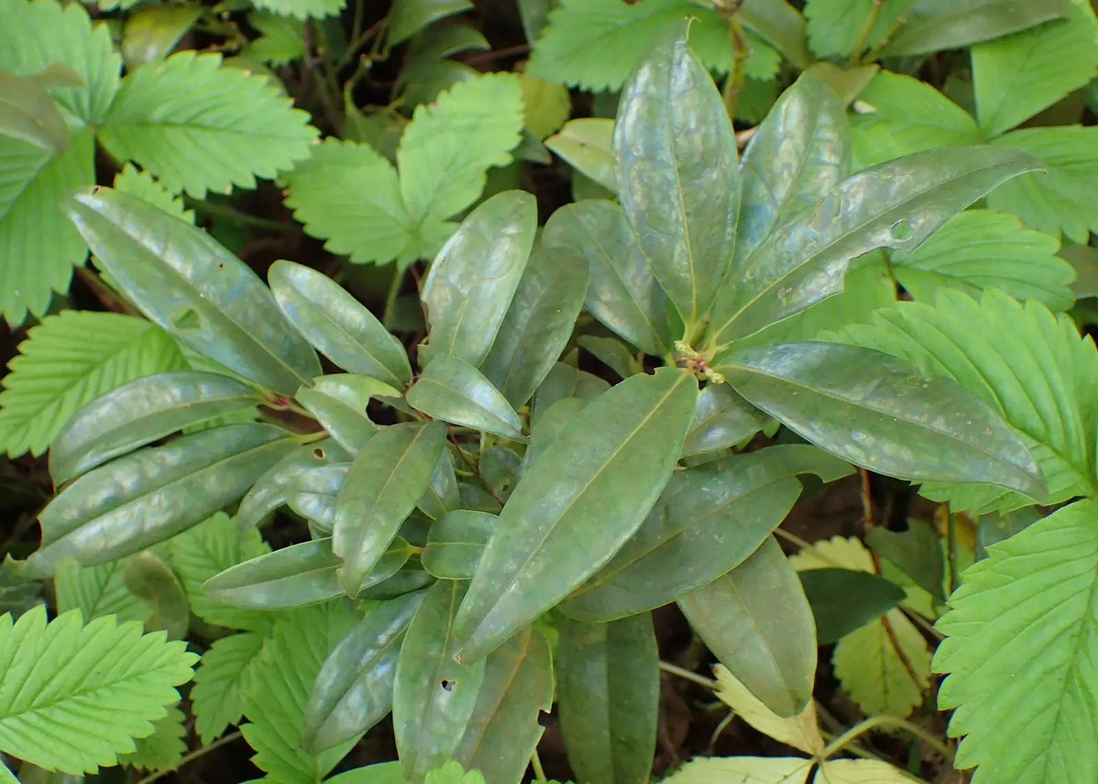 Himalayan Sweet Box (Sarcococca hookeriana var. humilis) — humilis, is a low-growing, evergreen shrub that adds year-round interest to any landscape design
