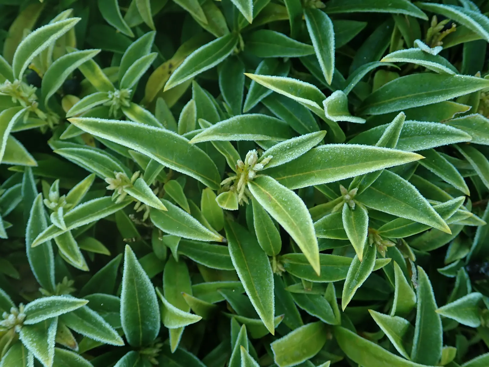 Himalayan Sweet Box (Sarcococca hookeriana var. humilis) — The Himalayan Sweet Box, Sarcococca hookeriana var