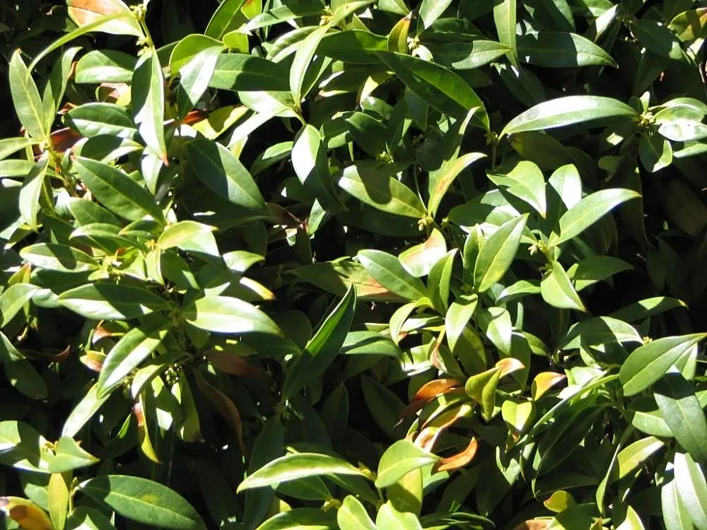 Himalayan Sweet Box (Sarcococca hookeriana var. humilis) — humilis produces spherical black berries, which add an additional layer of visual interest