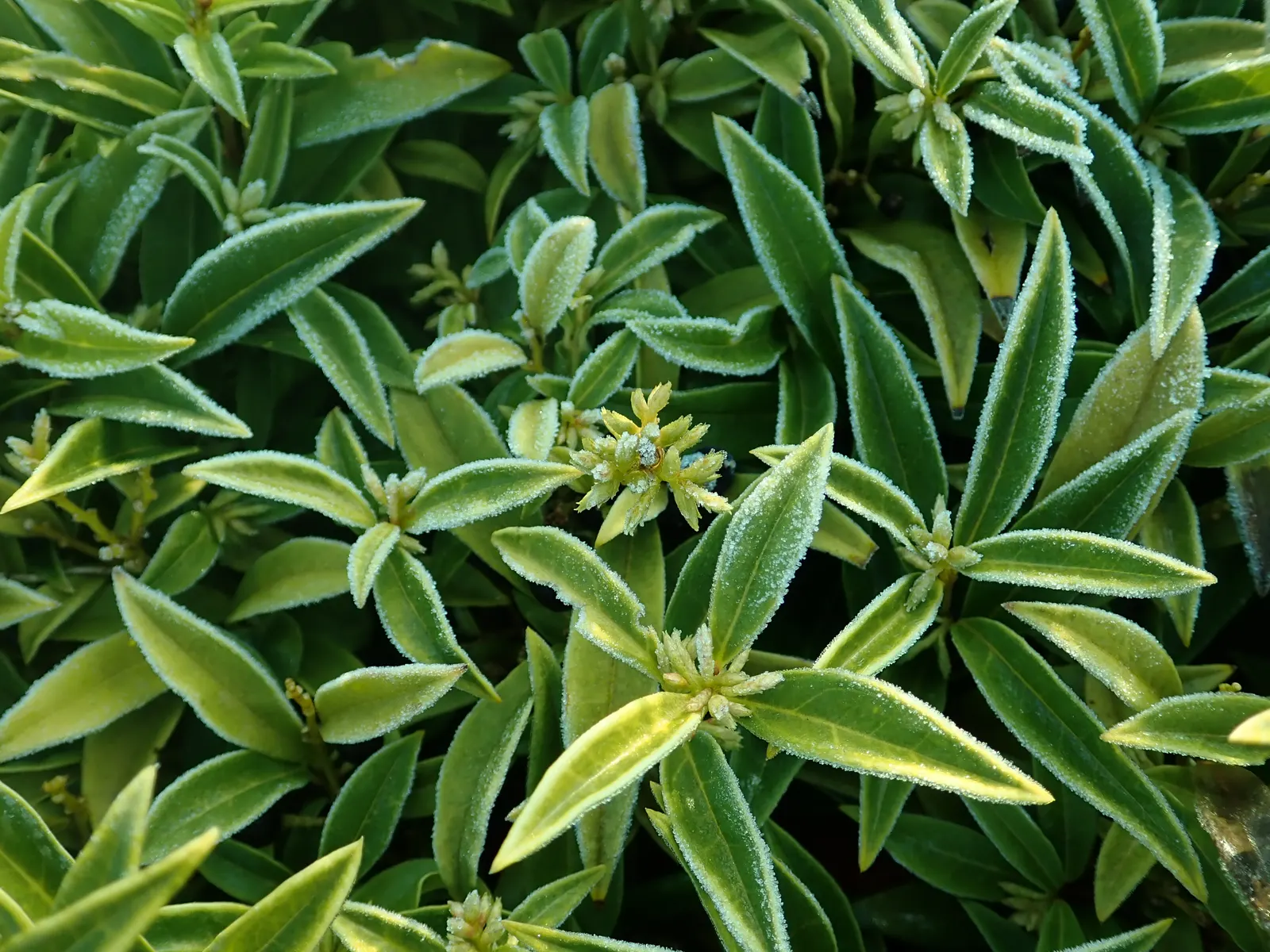 Himalayan Sweet Box (Sarcococca hookeriana var. humilis) — Its glossy, dark green leaves and blackberries provide year-round interest