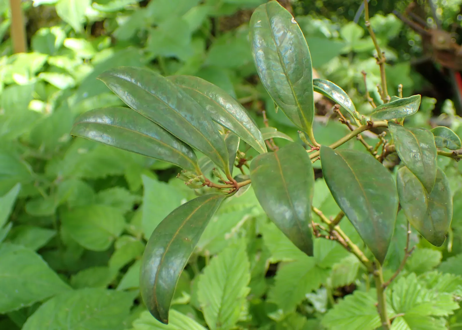 Himalayan Sweet Box (Sarcococca hookeriana var. humilis) — this compact plant is perfect for creating a lush