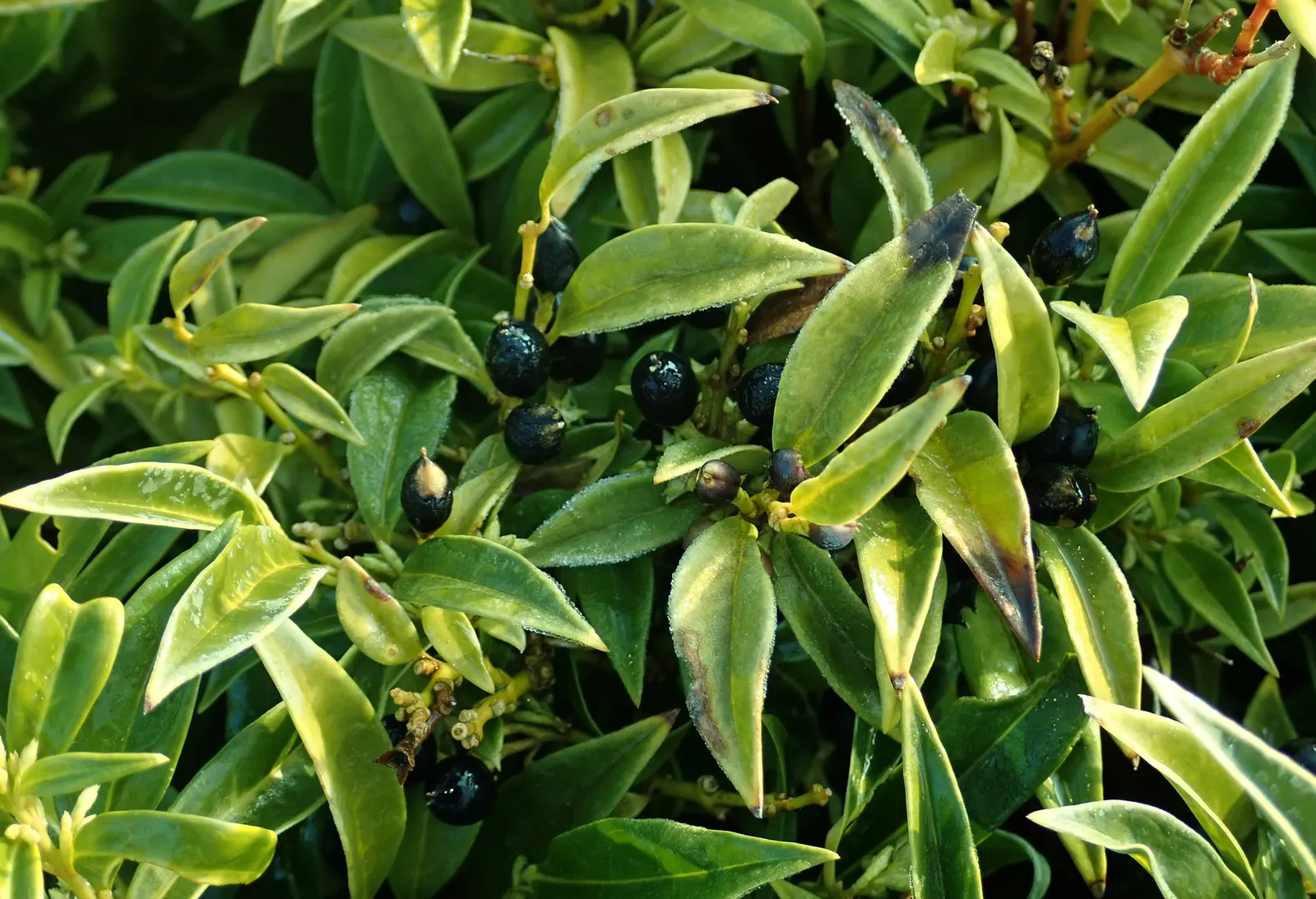 Himalayan Sweet Box (Sarcococca hookeriana var. humilis) — It's quite tolerant of urban pollution and can handle a variety of soil types