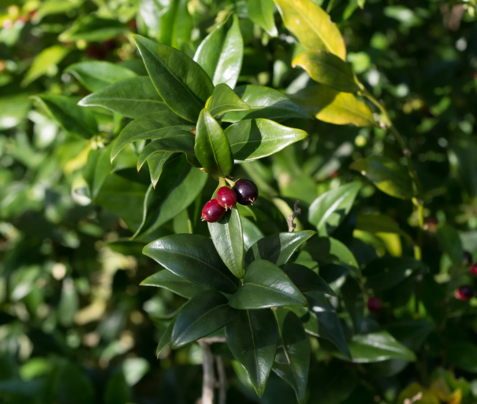 Himalayan Sweet Box (Sarcococca hookeriana var. humilis) — glossy leaves are arranged alternately